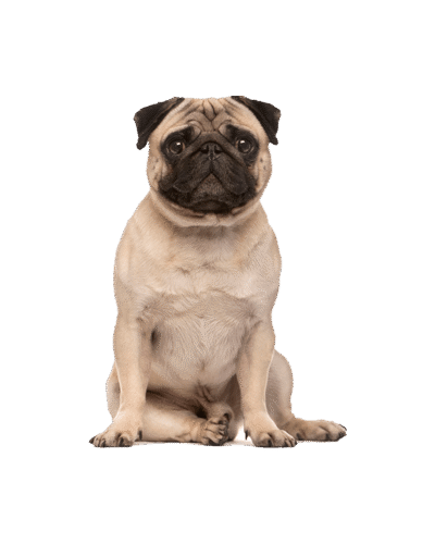Pug