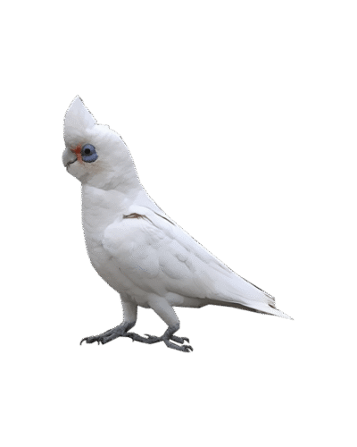 Little Corella