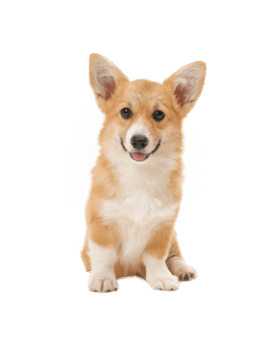 Corgi
