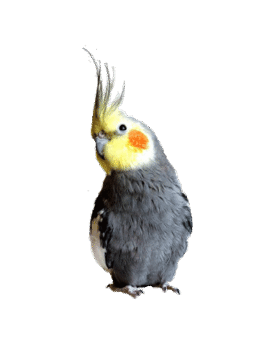 Cockatiel