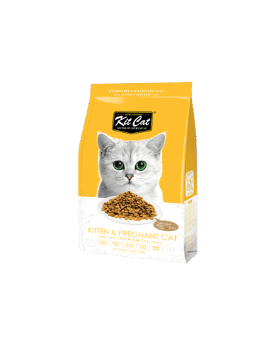 Cat food for kitten